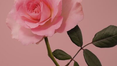 pink rose in bloom close up photo