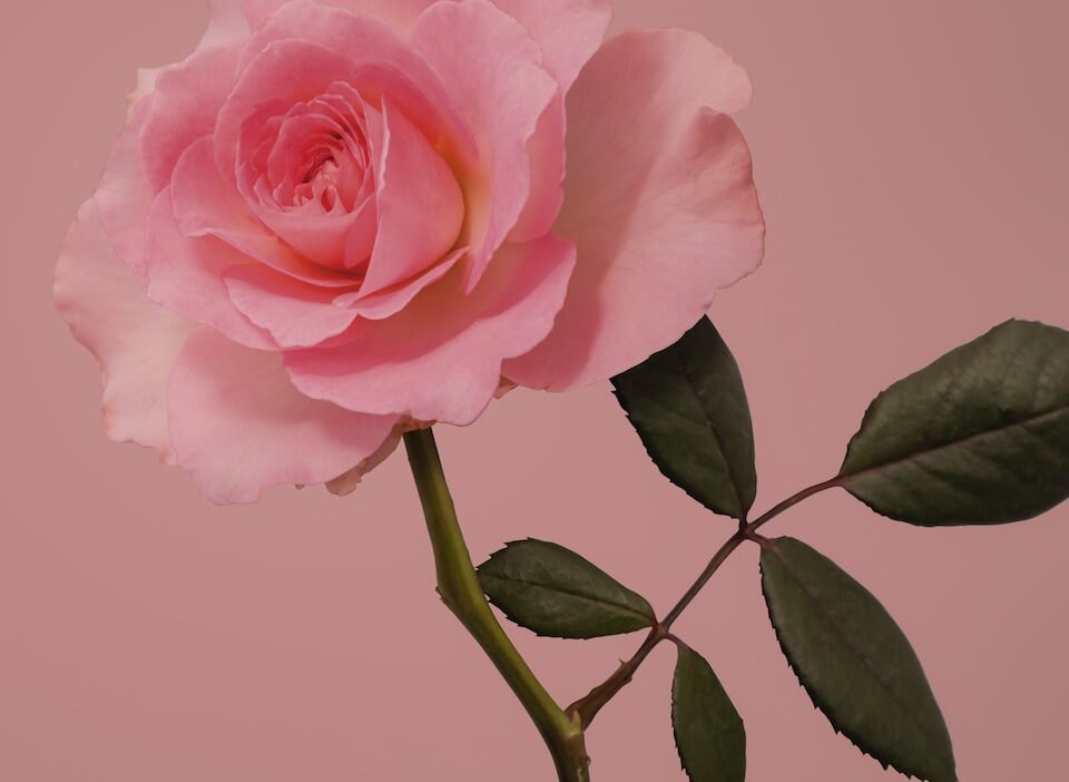 pink rose in bloom close up photo