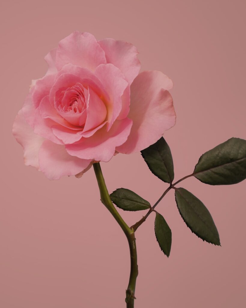 pink rose in bloom close up photo